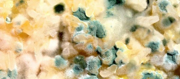 Toxic Mold Headaches Are Very Dangerous