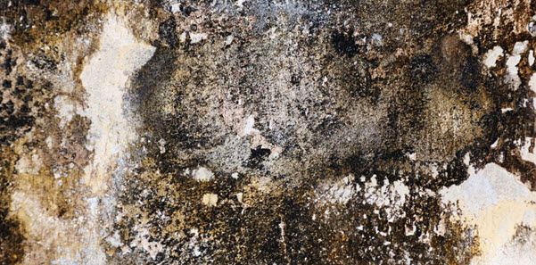 How to Do Mold Detection at Home