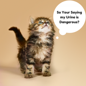 Health Dangers of Cat Urine