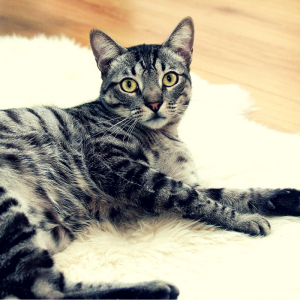 How to Get Rid of Cats' Urine Odor on Wood Floors